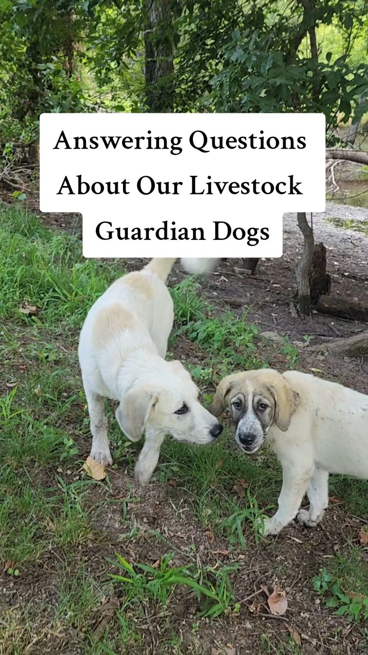 Meet our Livestock Guardian Dogs (LGD) Shepherd & Hope 