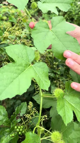 Cây lạc tiên  #thuocnam_ngân_làm #thuocnamnguoimuong89  #caylactien  #caylactienngungon89