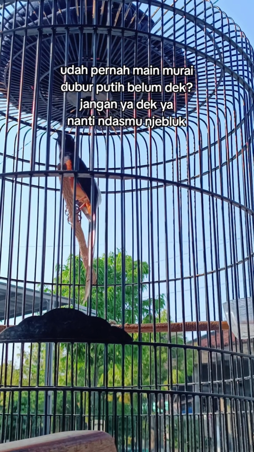 🗿🗿🗿 #fyp #kicaumanianusantara #murai #masdhimm #muraibatuduburputih #muraiduburputih #muraibatu #fypシ゚viral #kicaumaniaindonesia #muraibatuindonesia #hobiburung 