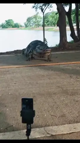 Big alligator walks comfortably across the street #TiktokAlligator #StreetEncounter #WildlifeSighting #ViralVideo #DangerousEncounter #AnimalKingdom #TiktokWildlife #BigAlligator #StreetCrossing #TiktokViral #WildlifeVideo #ScaryEncounter #TiktokFamous #AnimalEncounter #TiktokTrending #AlligatorVideo #StreetWildlife #ViralEncounter #TiktokAnimals #WildlifeTiktok #fyp #foryou #Viral #trending 