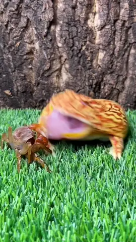 Frog dares to bite anything! #frogtiktok #funny #Frosch