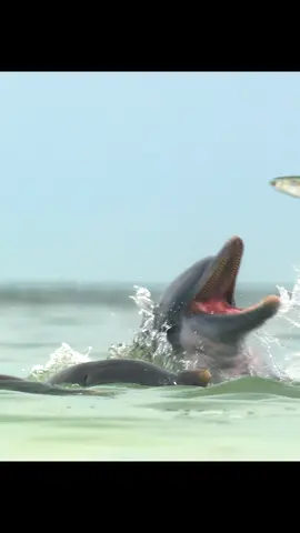 #amazinganimalsworld #wildlife #tiktok #recommendedforyou 