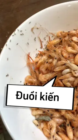 Trả lời @minhh châuu 🌹 Đuổi Kiến 3 Phút Chạy Hết Khỏi Đồ Ăn. #coyenmeohay #kocnet 