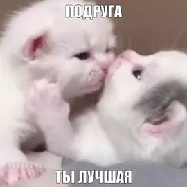 #mazellovvv #ильямазеллов #мазеллов #твич #котята #fyp 