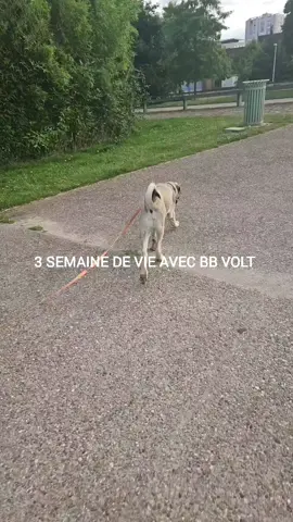 3 semaine avec bb volt  de l amour, de l amour , de l amour. bien entendu nous prenons énormément de temps ensemble..  j'ai modifié mon mode de vie pour pouvoir trouver un rythme tous ensemble. je me sens tellement bien.. il y aura des hauts et des bas, du travail des remises en questions mais toujours autant d amour #kangal #purekangal #dog #dogsoftiktok #dogs 