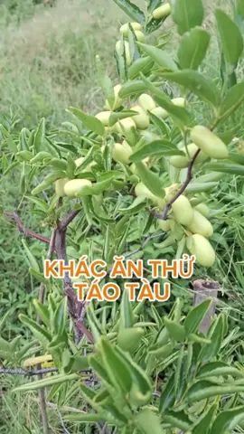 Cho Chị Khách Trải Nghiệm Cây Táo Tào Mà Chị Ưng Quá.Lôi Cả Ae,Bạn Bè Vào Mua Cây Giống Ủng hộ. Cám Ơn Chị ..#xuhuong #xuhuong2024 #videoxuhuong #xuhuongbanhangtiktokshop #capcut #hongtao #caygionghaiyen #caygiongdocla #taodotancuong #taodo #taotau 