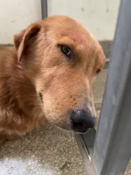 #ไลฟ์โฟโต้ #fyp #หมา 