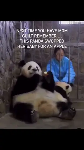 An APPLE 😳🤣 #mumguilt #momguilt #parents #guilt #panda #babypanda #mum 