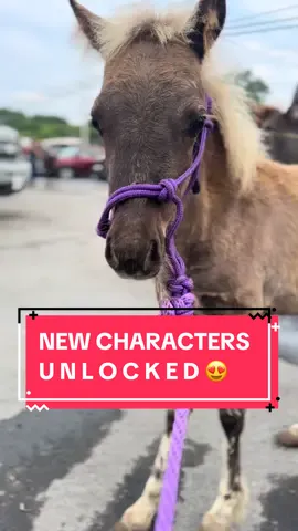 New characters unlocked: we receive numerous messages from concerned citizens about a little six month old miniature colt with lax tendons selling at a local public auction. With our extremely talented vet and farrier team, there seemed to be only one solution: bring these boys home to Ally. Stay tuned for updates on their vet and farrier exams. #colbyscrew #ohkaytacos 