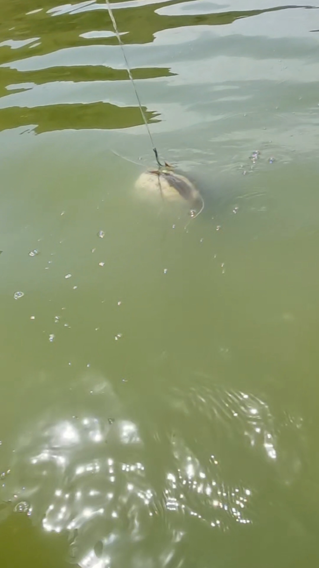 #fishing #pesca #wedkarstwo #catfish #siluro #sum #predatorfish #spinfishing #rivergishing #monsterfish #sports #deporte 