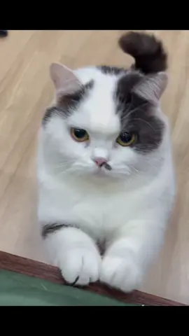 Nói sõi tiếng người luôn!!!#meomeo #mèo #thúcưng 