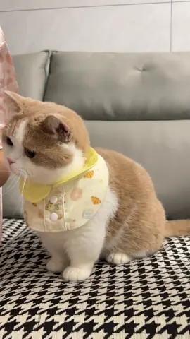 Em bé xíu … là em bé iu🥰#petcat #thucung #meow #meoworyy #cat #socutecat 