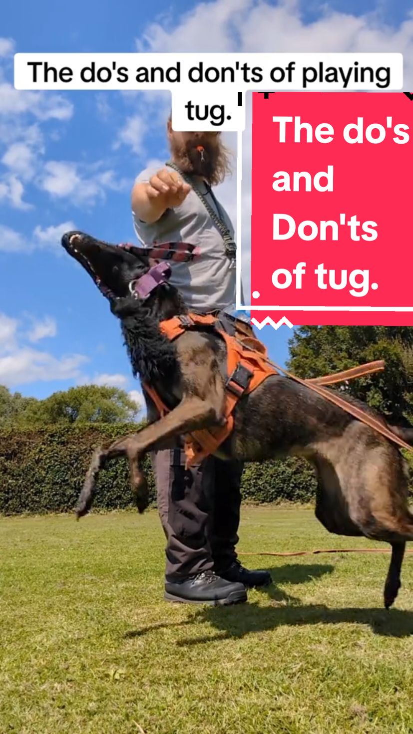 The do's and don'ts of tug with your dog. #creatorsearchinsights #DogTraining #dogtrainingforbeginners #trickstoteachpuppy #dogtrainingtips 