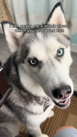 I can never eat a snack alone when Pluto is around #husky #huskylife #huskysoftiktok #huskylovers #dogsofttiktok #dogtok #cutedogsoftiktok #dogvideos #dogtalk #dogmom #doggietiktok #doggielove #petlovers #sillydog #funnydogs #fypage #foryoupage 