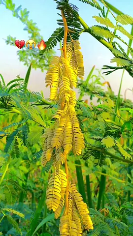 #mumtazlashari7866 #fypシ゚viral🖤tiktok☆♡🦋myvideo🤗foryou✨ #fypシ゚viral🖤tiktok☆♡🦋myvideo🤗foryou🥰🥰🥰 