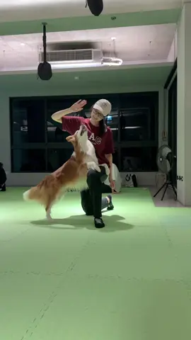 #邊境牧羊犬布布 #會跳舞的狗狗 #ボーダーコリー #보더콜리 #2ne1 #bordercollie #dogdance 