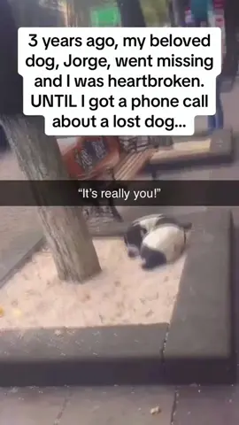 Dogs reunited with owners compilation #dog #dogsoftiktok #reunited #animals #animalsoftiktok #animalrescue 