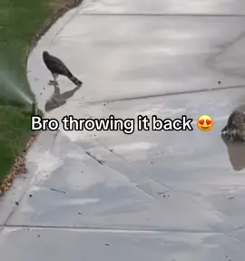 Bro enjoying it 😭 #fyp #foryoupage #foryou #4u #viral #meme #funny 