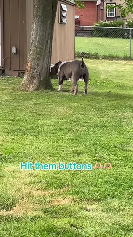 Hit all the buttons ❤️❤️ ill return the favor #roadto10k #teamwork #dogsoftiktok #xlbully #americanbully #momtok 