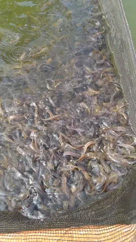 Benih ikan lele Sangkuriang ukuran 5 7 cm #masukberanda  #SIKUMIS  #ikanlele  #budidayaikan  #lelesangkuriang  #kolamleleterpal 