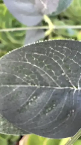 #ugccreator #ugccreators #influster #ugc #ugcmentor #ugccommunity #ugcbeauty #ugchome #ugcsephora #ugclosangeles #ugcrhode #ugcdrjart #ugc #ugc #soldejaneiro #ugcsephora #ugccooperation #ugcmac #ugcsoldejaneiro #ugctomford #ugcsephora #ugcamazon #amazon #ugcroza #ugcoribe #ugchome #ugchomegoods # ugcesteelauder   Thank you so much @shopmascella 