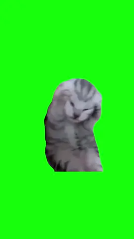 Mèo ôm đầu meme #xuhuong #xuhuongtiktok2024 #meme #memehai #meow 