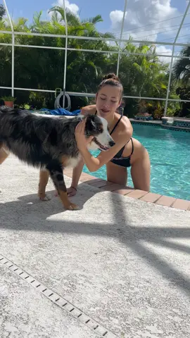 My Bestie 🐶 #creatorsearchinsights #myhouse #mybestfriend #doyouloveme #miniaussie #babesagainstbullying #avaryanarosetv #avaryanarose #avaryana