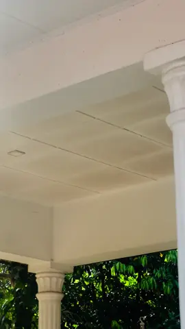 Pani ❤️#highcapacitysrilanka🇱🇰 #highcapacity #anji #ducati #959 #panigale #panigale959 #ducaticorse 