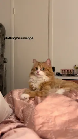 #orangecatsoftiktok #orangecat #jdvance #childlesscatlady #childfree #kamalaharris #fypage #mochi #catsoftiktok 