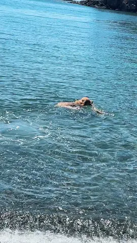 #goldenretriever #puppiesoftiktok #dogsofttiktok #funnyvideos #yyj #yvr #beachlife #nature 