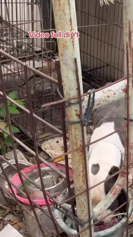 ANJING TERLANTAR SELAMAT 1 tahun . Pemiliknya meninggal