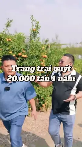 Thăm trang trại Quýt 2 vạn tấn 1 năm  #sapatv #chamcheosapatv #sapatvdulich #xuhuong #viral #tiktokfood #haisapatv