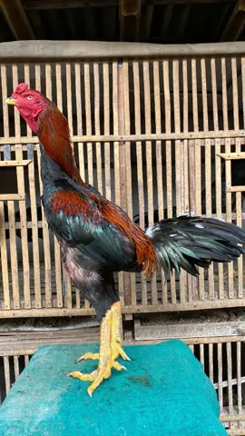 MABUR PEMALANG #ayambangkok #pakhoy #blackbull #khoytrad #peternakmuda #championbloodline #ayambangkoksuper #ayampama #bangkokklasik #bangkokthailand #fypシ゚viral #shamojapan #bangkokklasik #ayamimport #ayamlokal #oshamo #fypシ゚viral #fyp #maneedaeng 