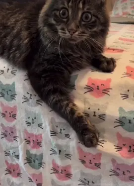 #cats #catsoftiktok #pets #funnycat #foryoupage #fypage #kitten #PetsOfTikTok #animals 