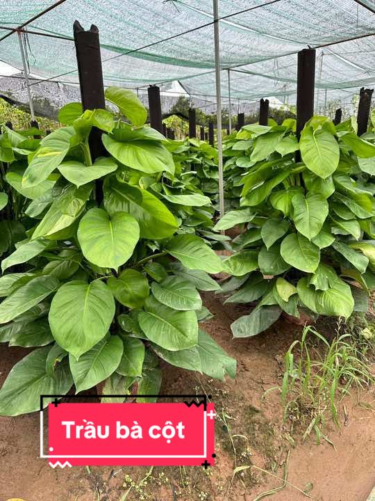 Trầu bà cột Hàng nhà trồng, để ngoài trời. Cây khoẻ, lá to dày xum!  Gửi hàng các tỉnh!  Cây công trình Lê Duy  #traubacot #xuhuong #trending #thịnhhành #caycongtrinhleduy #hoacaycanh #sỉ 
