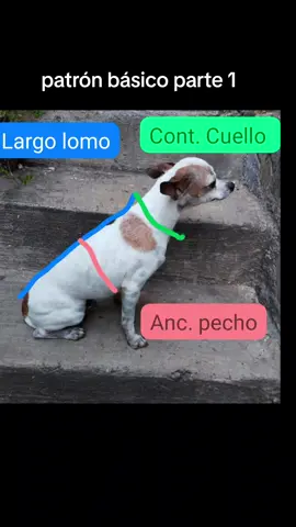 #lomitos #maquinadecoser #perritos #mascotas #ropamascotas #prollecto #ropamascotas #costurafacil #patron #patronmascotas #suetermascota #patronesdecostura #patronaje 