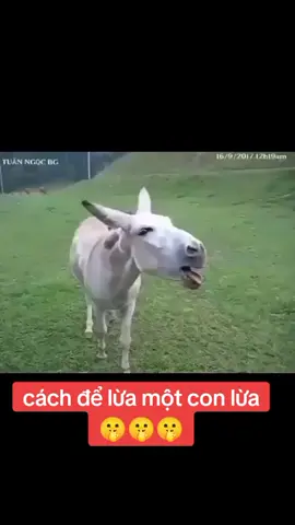 #duet cùng @(Ghots)Simon Riley #conluacuoi #trieuview #xuhuongtiktok 