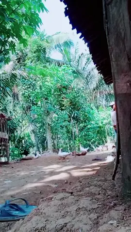 ndolalakan gaess... #berandatiktokfypシ #purworejo24jam 