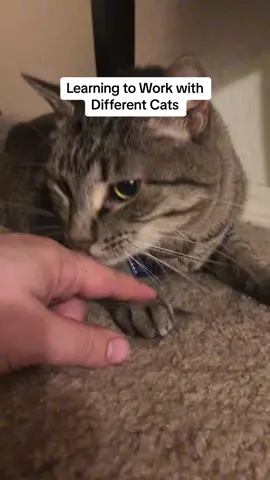 Casper and I have been figuring out how to work as co-stars after the loss of our diva.  #catlick #griefjourney #catgrief #catlove #contentcreation #cats 