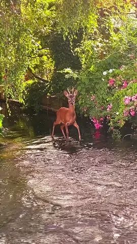 Dawn meetings 🦌🌸 #fyp #deer #nature #wildlife #foryou 