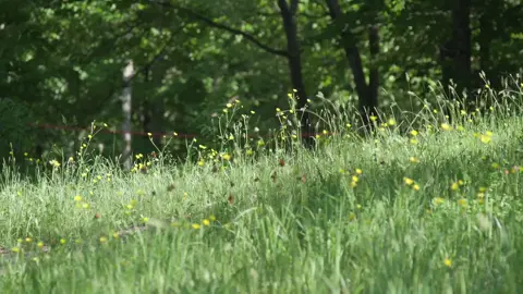 #thiennhien #binhyen #nhenhang #fyp #thugian #canhdep #nature #nhachaymoingay 