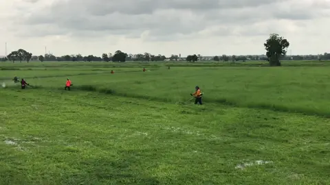 ซวยแท้ๆซุ่มนี่😆#เขียวลั่นทุ่งนะจ๊ะ #ตัดใบข้าว🌾🌾 #สุรินทร์หวานมาก❤️‍🔥 #สุดเสมอ🌾 #ฟีดดดシ 