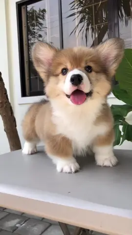 serving a sweet smile on a Sunday🥰 feat. Baby BITOY #fyp #fypシ #fypシ゚viral #viral #ZeltonCorgis #ZeltonLine #AdorableCorgis #Corgis #Cutedogs #Love #lovefordogs #cute #cutebaby #puppy #weekend           #HomeOfTheBigBonedCorgis #CorgiPhilippines #viralreels 