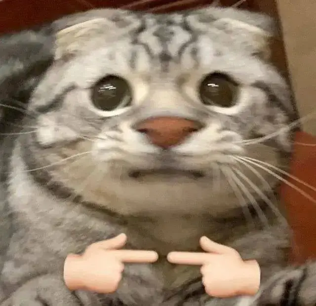 meme cat cho bro nào cần (t đi lụm thôi)🙂 #meme #cat  #xuhuong 