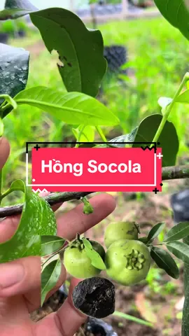 Cây Giống Hồng Socola Mau Cho Trái, Hồng Socola Nhanh Quả #hienonha #hongsocola 