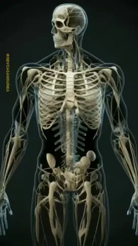 Skeletal part of the human body #anatomy #3d #animation #education 
