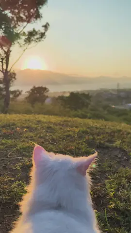 😺 #sulteng #palu #photography #vidiography #CapCut #xiaomi13T #xiaomi13t #fypシ #fypシ゚viral #fypage #sunset 