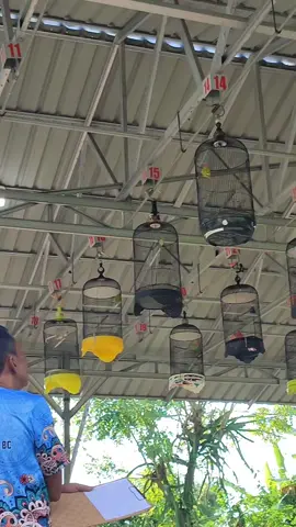 latpres rasa event😅 #fypシ #lovebirds #kicaumaniaindonesia #gta #gantanganlovebird #grandtheftauto #lovebirdkonslet 