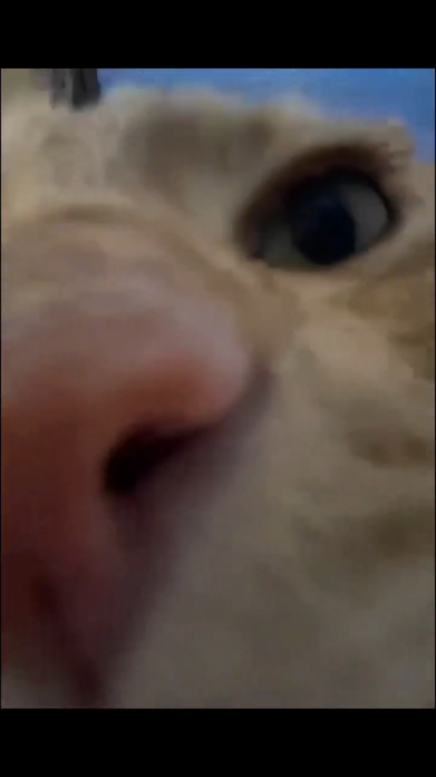 #CapCut Cat kiss meme #template 