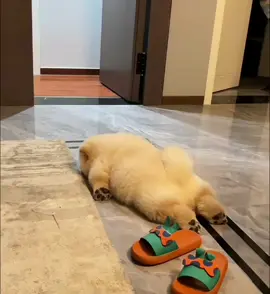 #dog #doglover #cutedog #babydog #puppy #puppies #pets #animals #funny #강아지 #멍멍이 #samoyed #사모예드 #꿀잠 